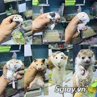 Bán chuột hamster, thỏ bọ, nhím giá rẻ nhất bình dương