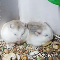 Bán chuột hamster, thỏ bọ, nhím giá rẻ nhất bình dương - 1