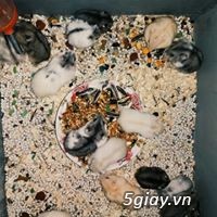 Bán chuột hamster, thỏ bọ, nhím giá rẻ nhất bình dương - 3