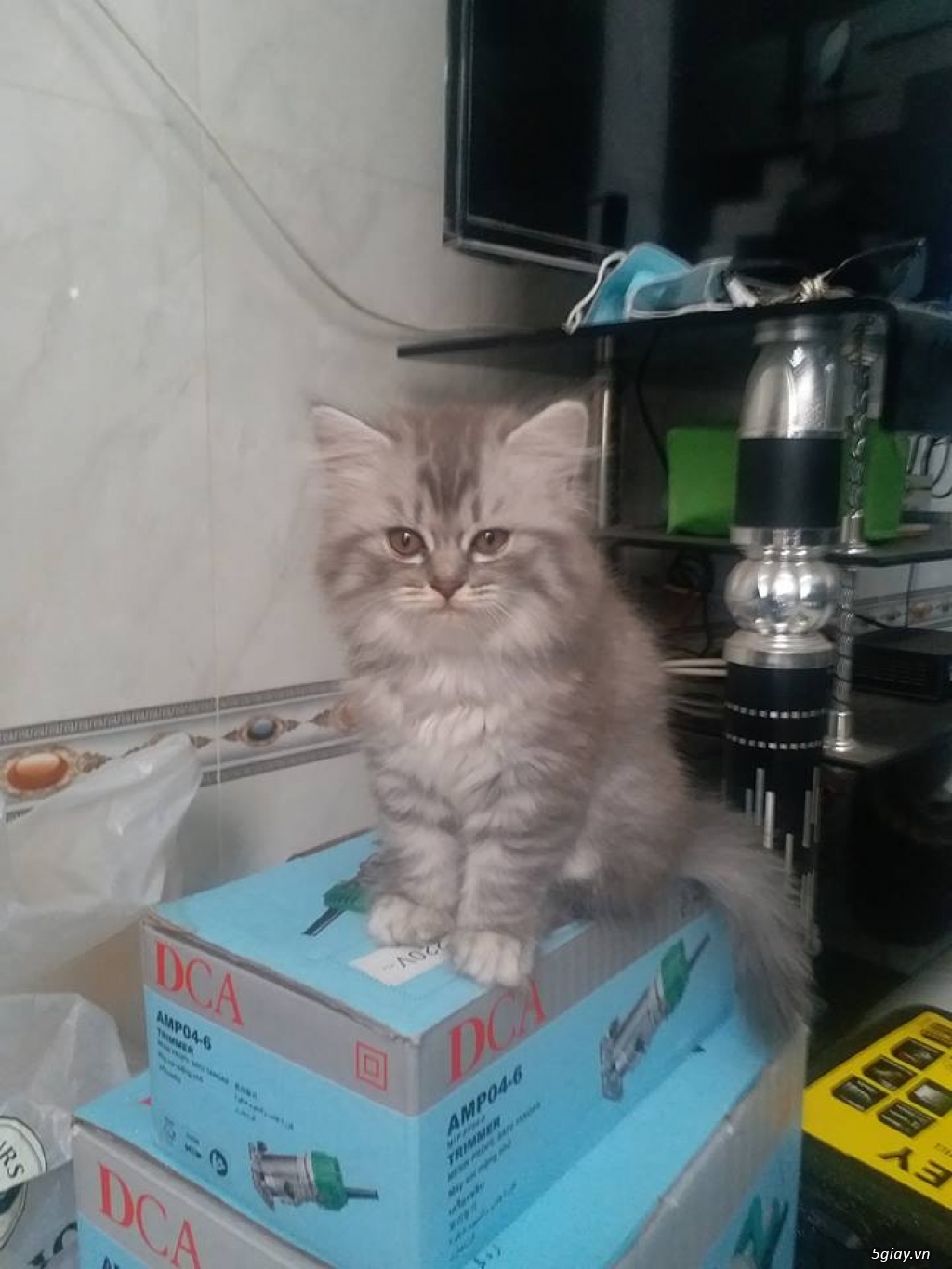 Mèo Anh Lông Ngắn (ALN) màu silver Tabby cực dễ thương - 2