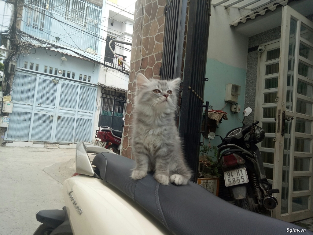 Mèo Anh Lông Ngắn (ALN) màu silver Tabby cực dễ thương - 3