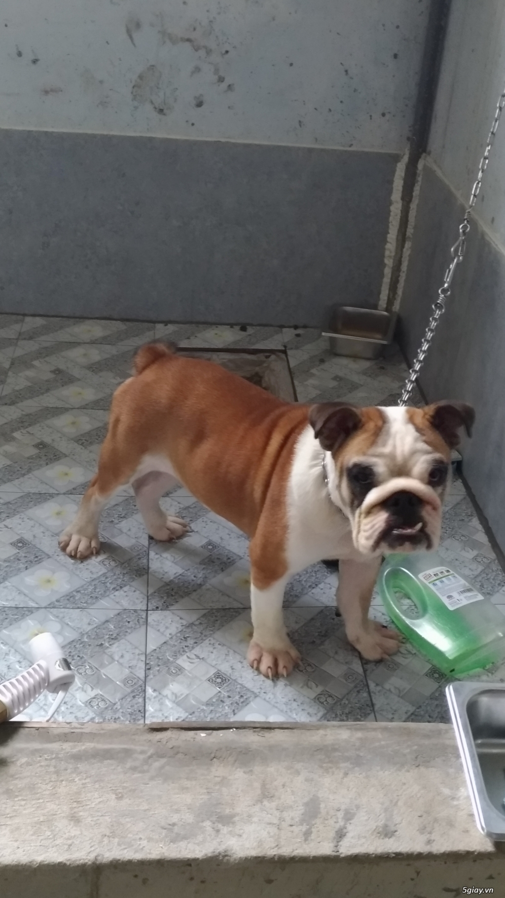 Bulldog