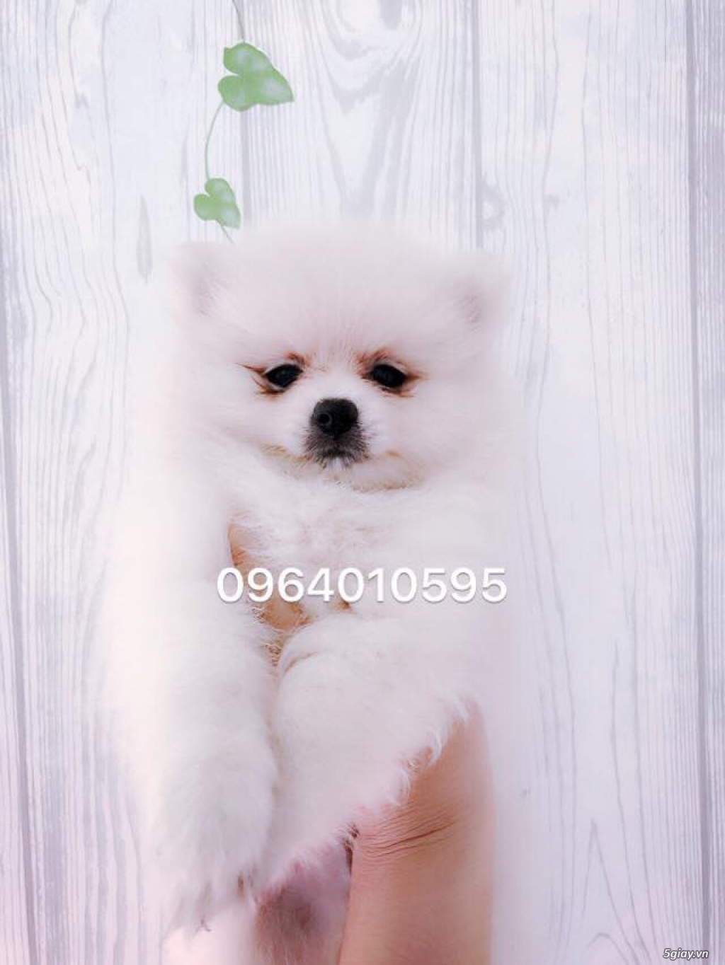 Pom thuần chủng mặt gấu giá rẻ!