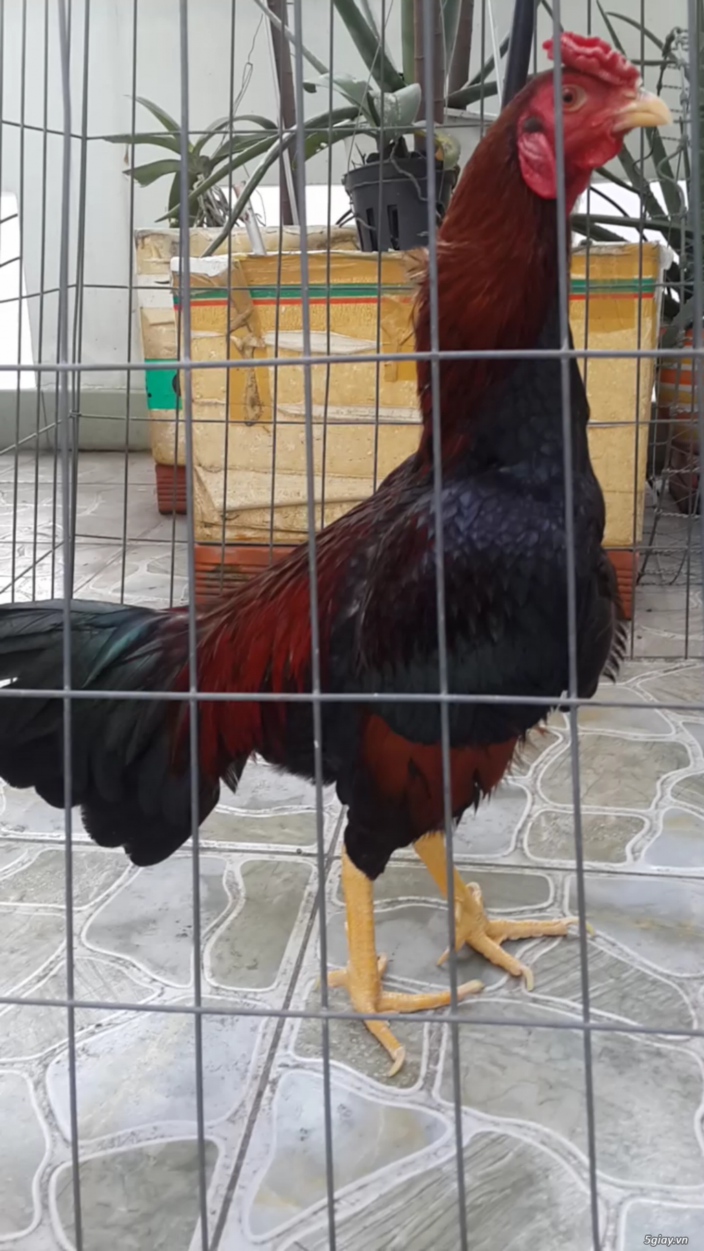 BÁN TRỐNG TRE ASIL RẶC 10 THÁNG