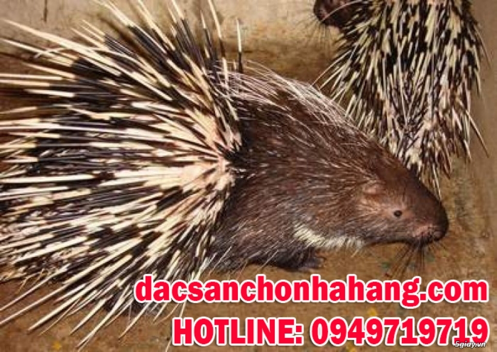 Bán nhím thịt và nhím giống
