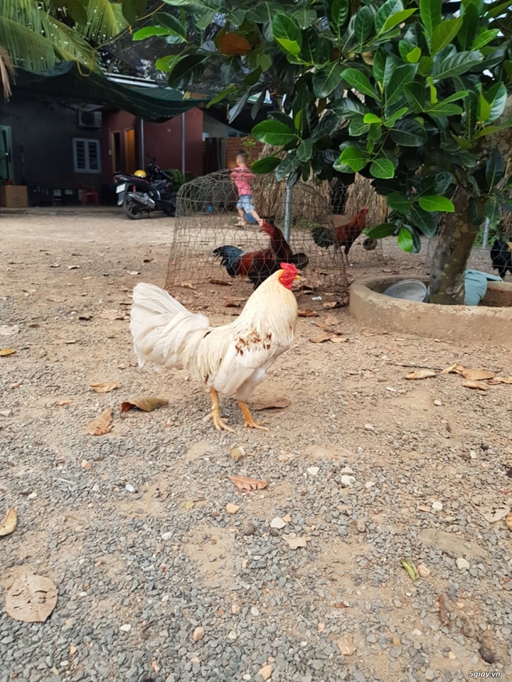 Bán gà tre tại củ chi cơ cấu lại chuồng 0966946147