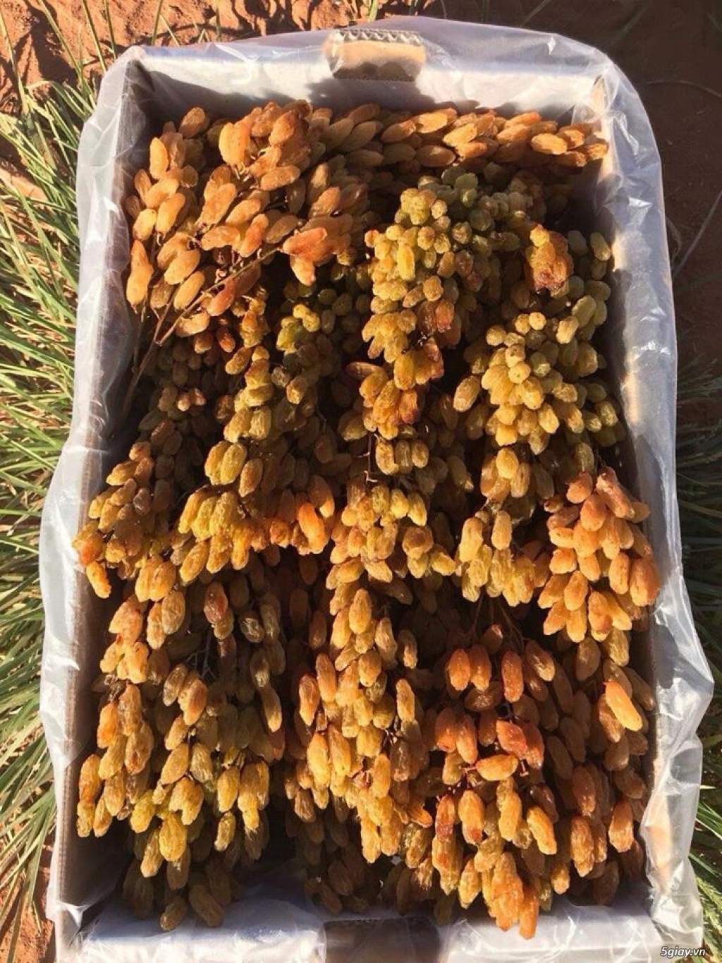 Chuyên sỉ nho khô nguyên cành Úc giá rẻ nhất thị trường 1tr300 1thung - 3