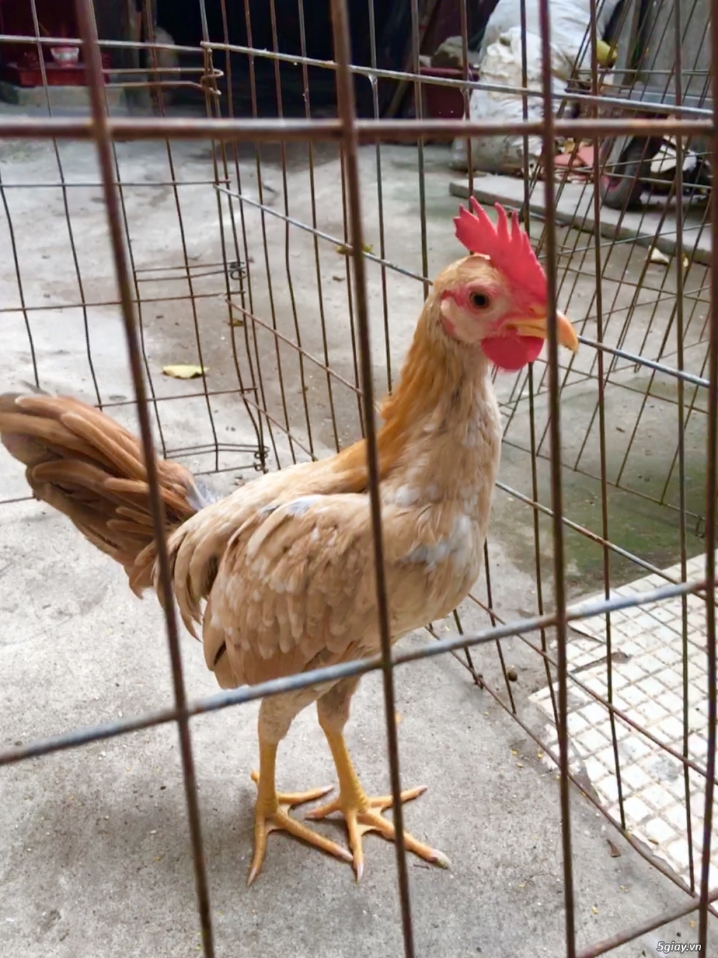 Gà tre Simon - 1