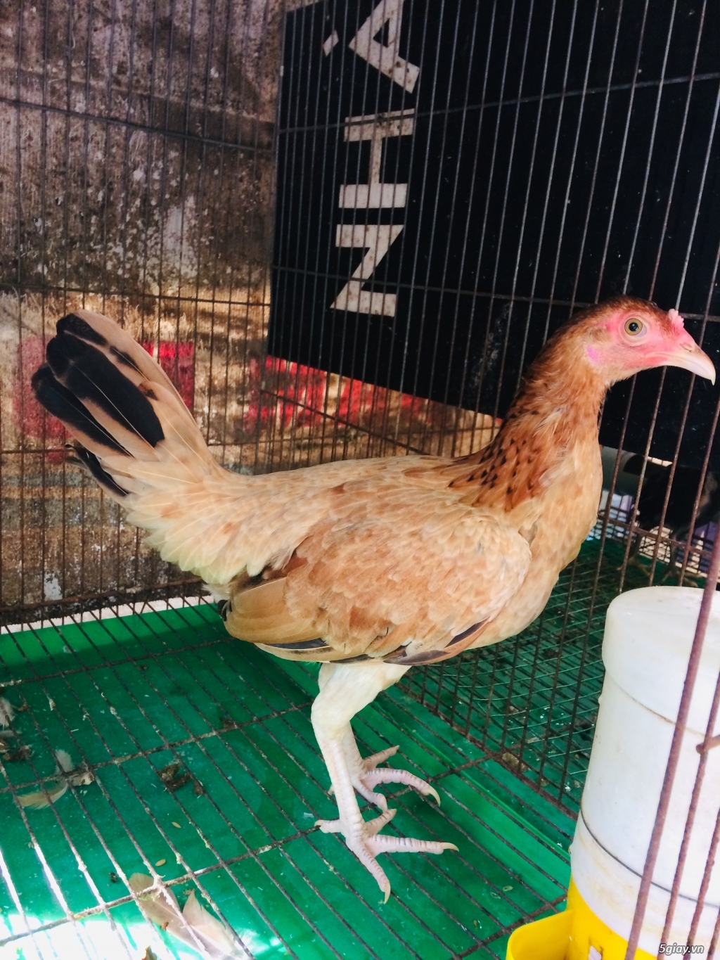 Gà mái simon