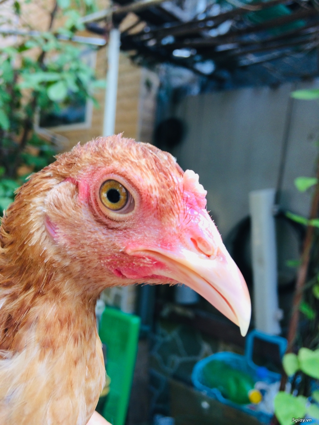 Gà mái simon - 5
