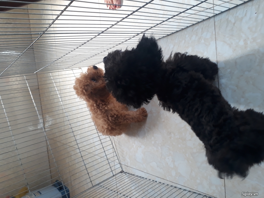 Chó poodle 3 tháng bao thuần chủng - 4