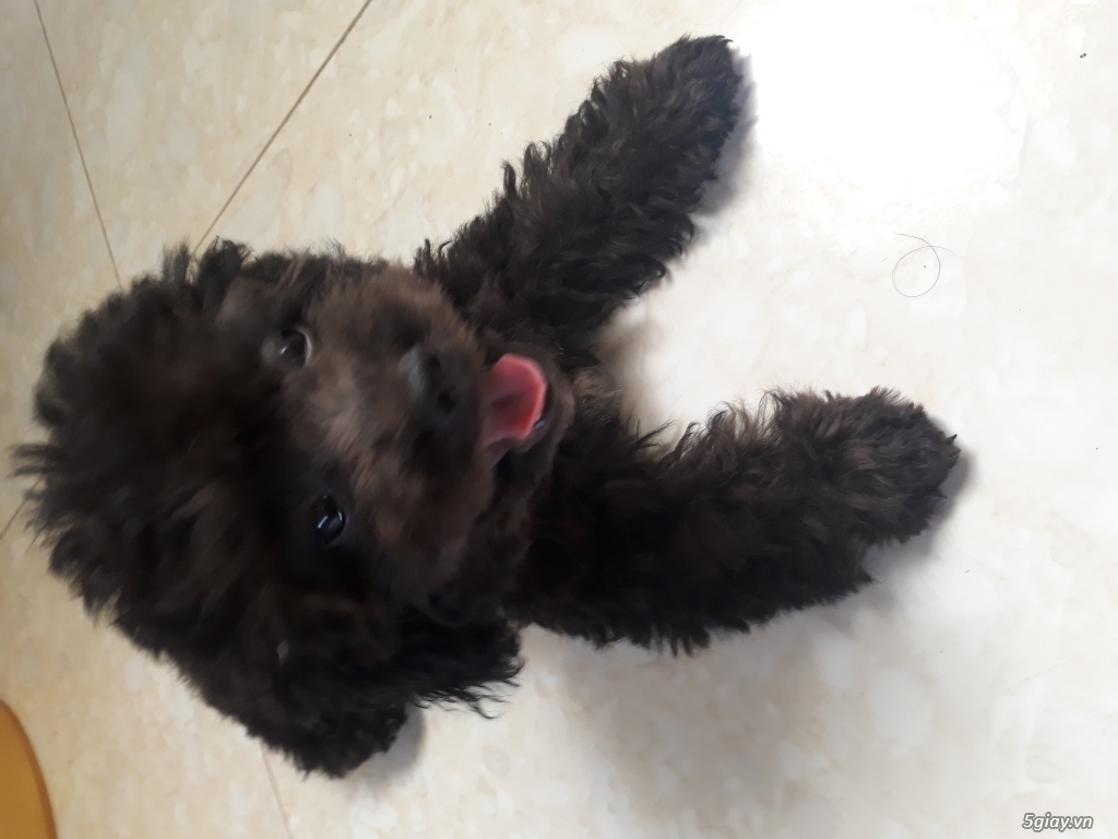 Chó poodle 3 tháng bao thuần chủng - 1