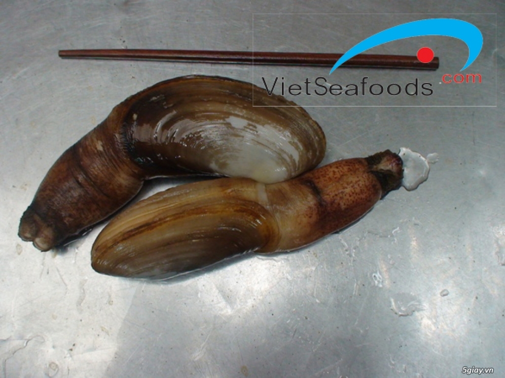 Tu hài (sò vòi voi) size 20