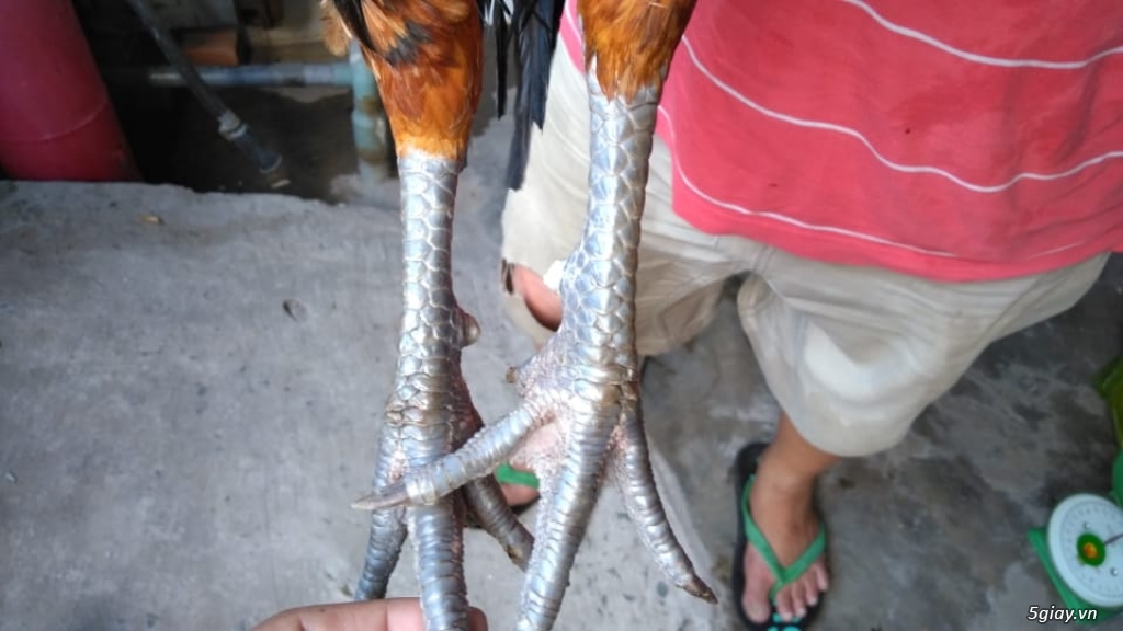 gà tre và nòi giá tốt tphcm - 2
