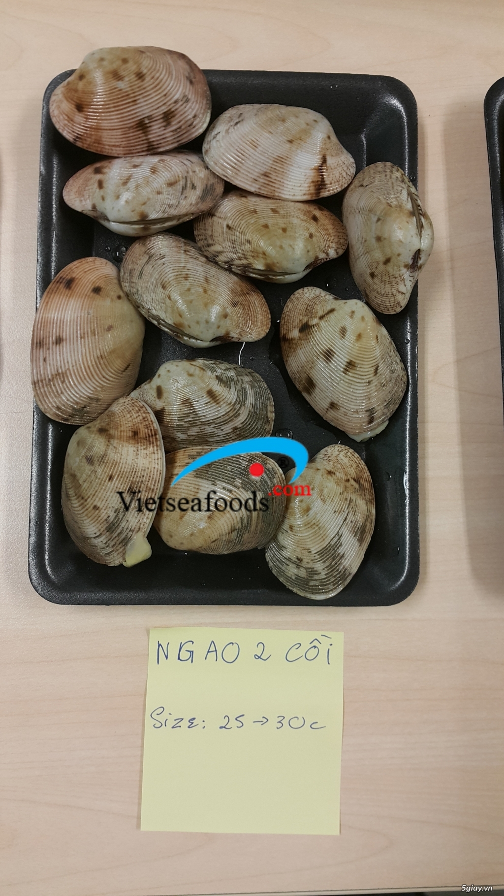 Ngao 2 cồi size 25-30