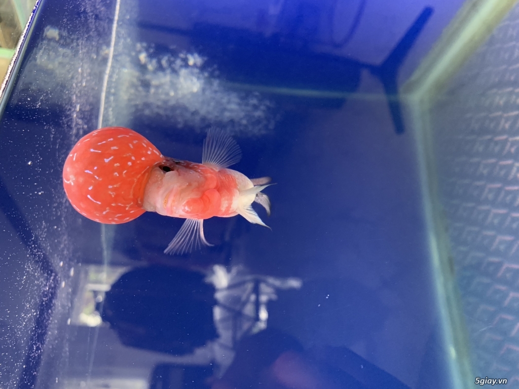 Cá la hán size 2 ngón hở - 1