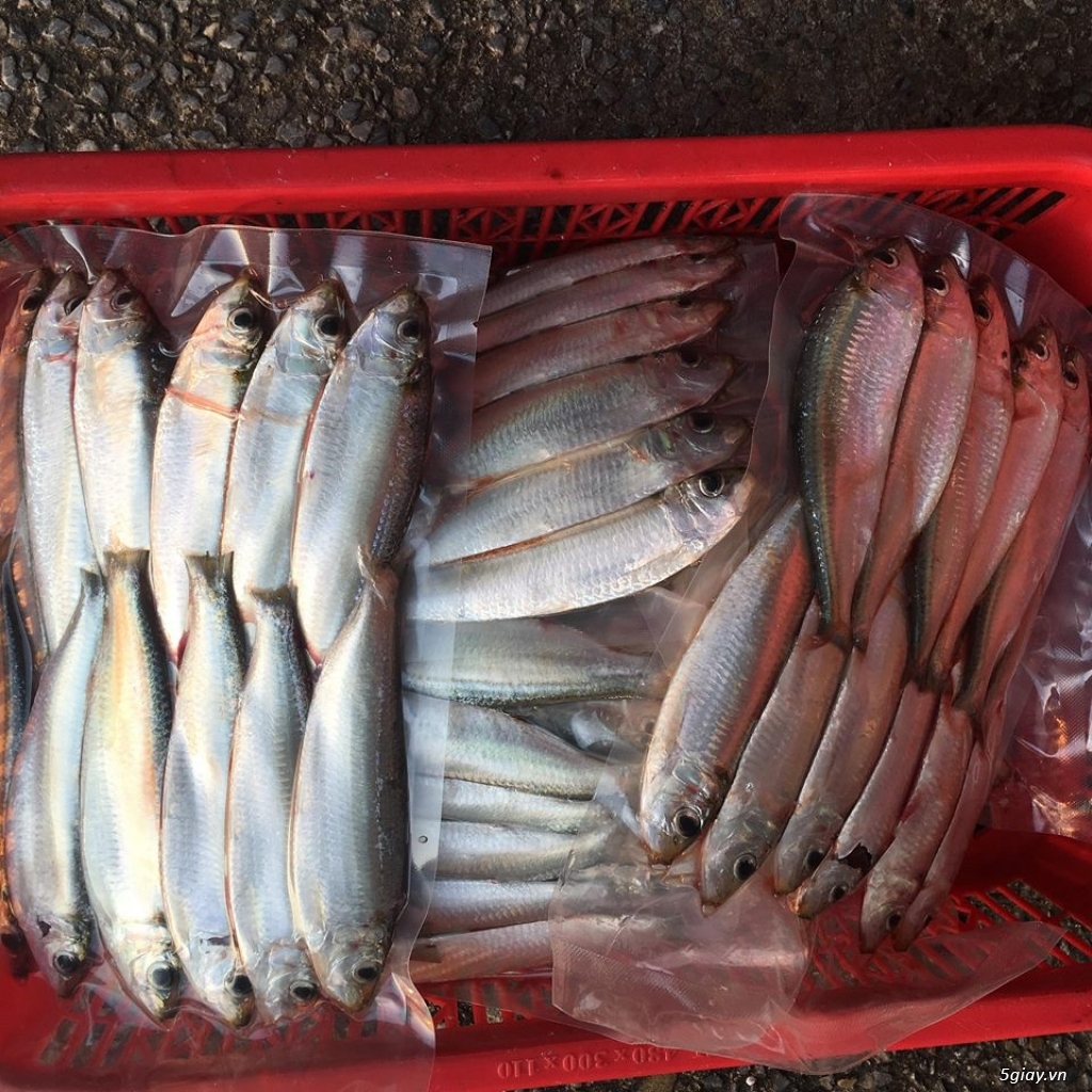 Cá biển và hải sản miền Trung tươi ngon và cam kết chất lượng - 6