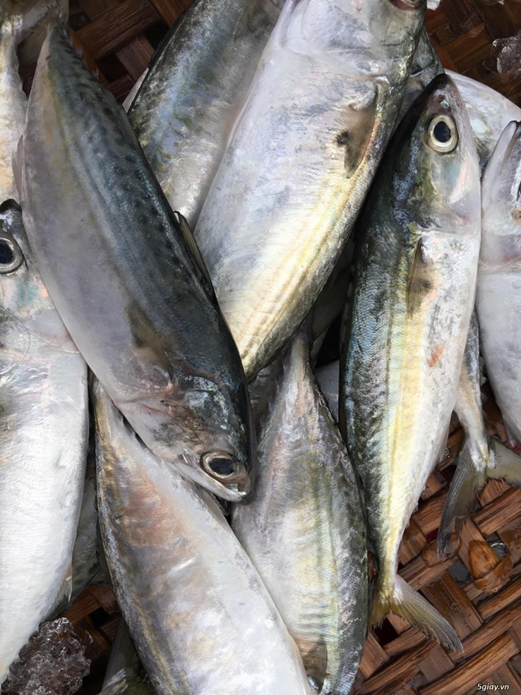 Cá biển và hải sản miền Trung tươi ngon và cam kết chất lượng - 5