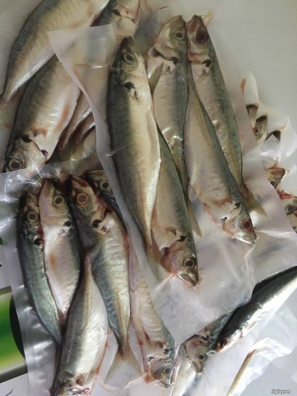 Cá biển và hải sản miền Trung tươi ngon và cam kết chất lượng - 4