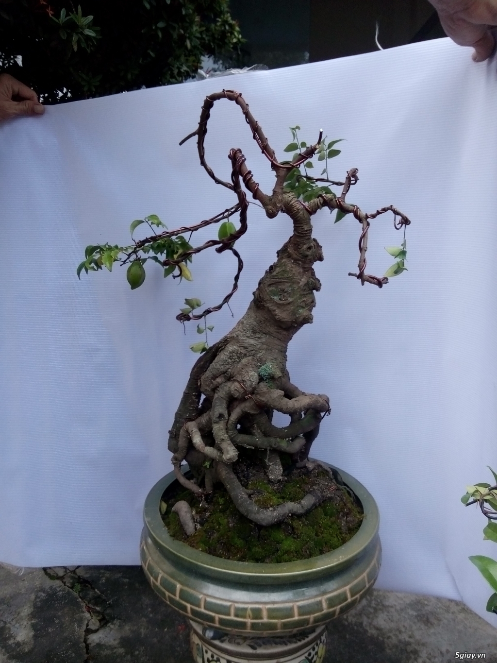 Bán một số cây cảnh bonsai - 16