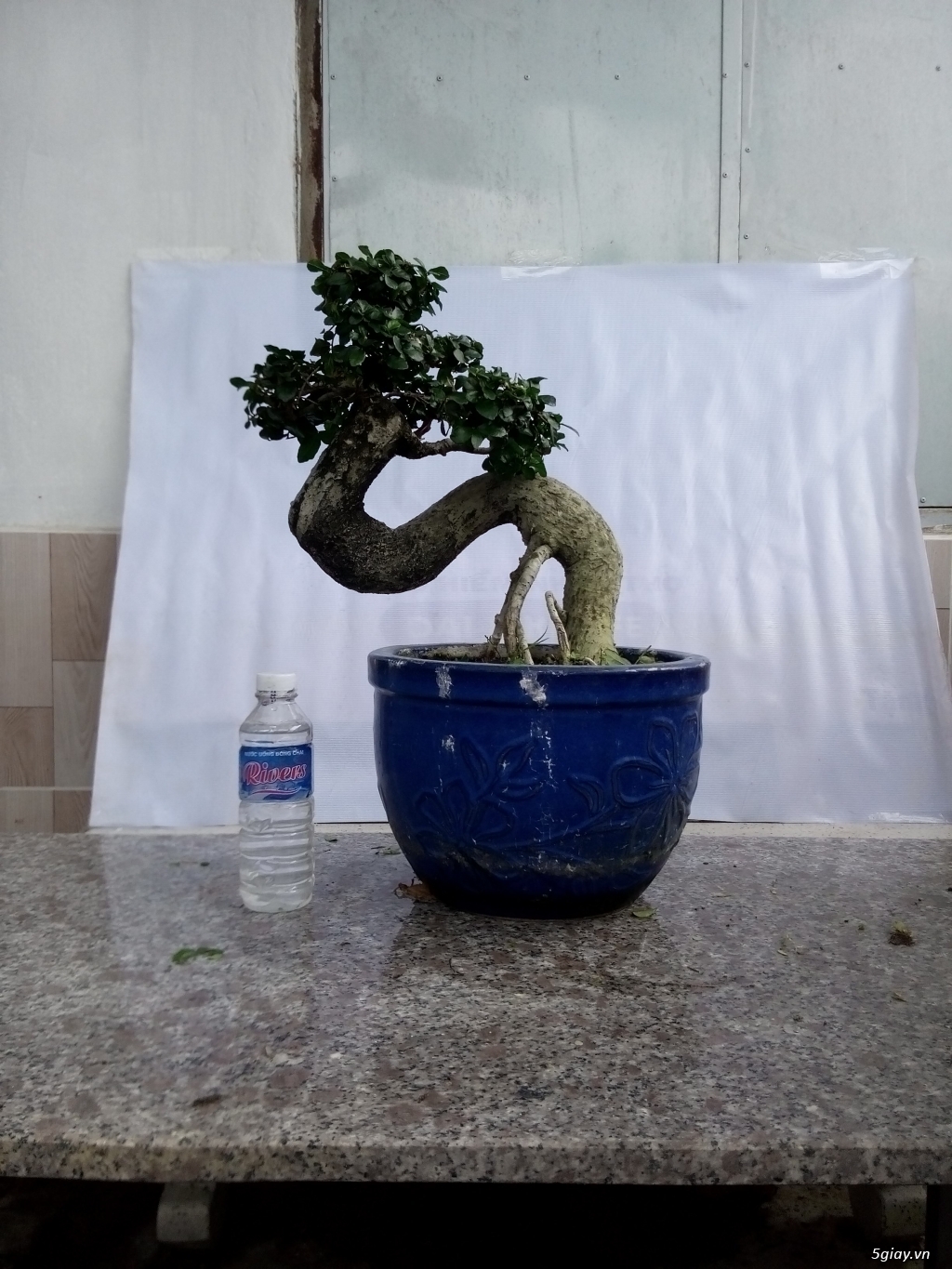 Bán một số cây cảnh bonsai - 1