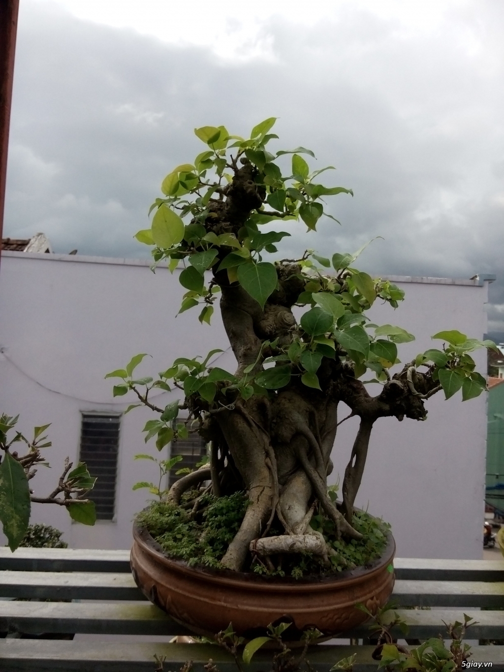 Bán cây cảnh mini và bonsai - 35