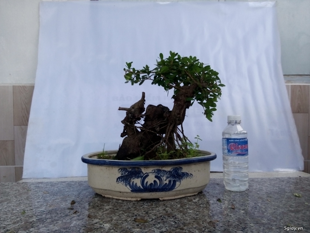 Bán cây cảnh mini và bonsai - 6