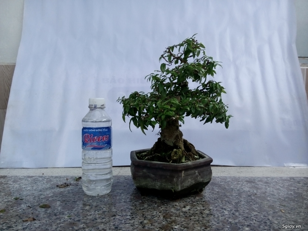 Bán cây cảnh mini và bonsai - 13