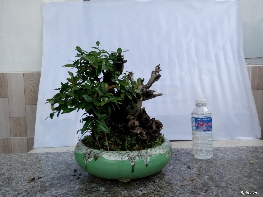 Bán cây cảnh mini và bonsai - 9
