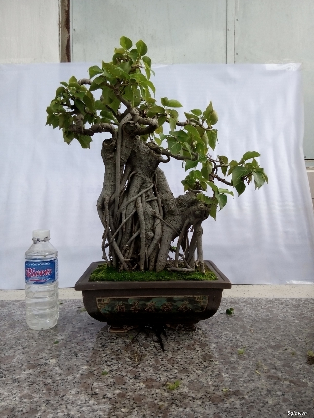 Bán cây cảnh mini và bonsai - 28