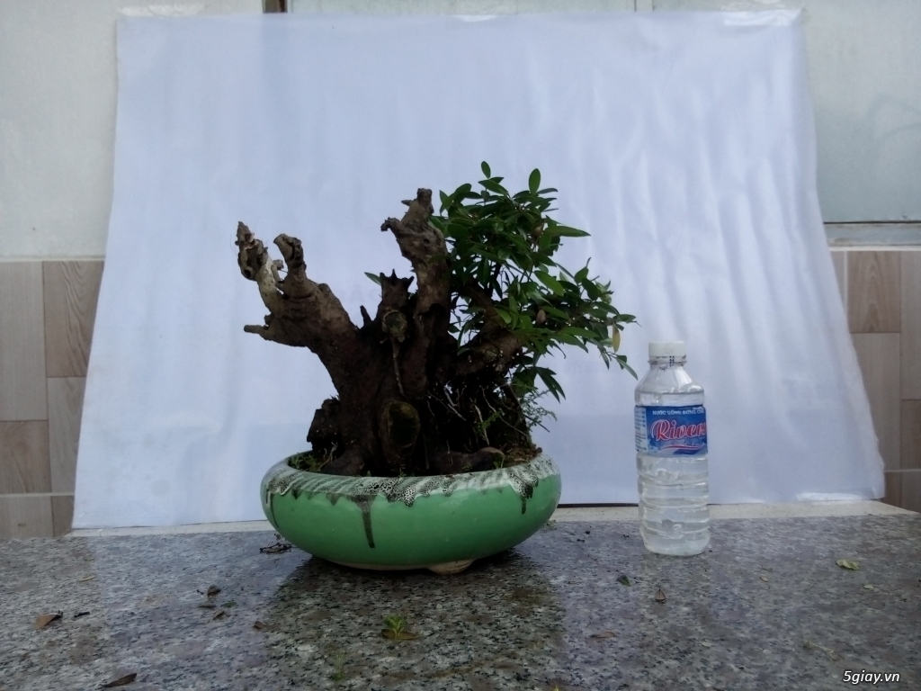 Bán cây cảnh mini và bonsai - 7