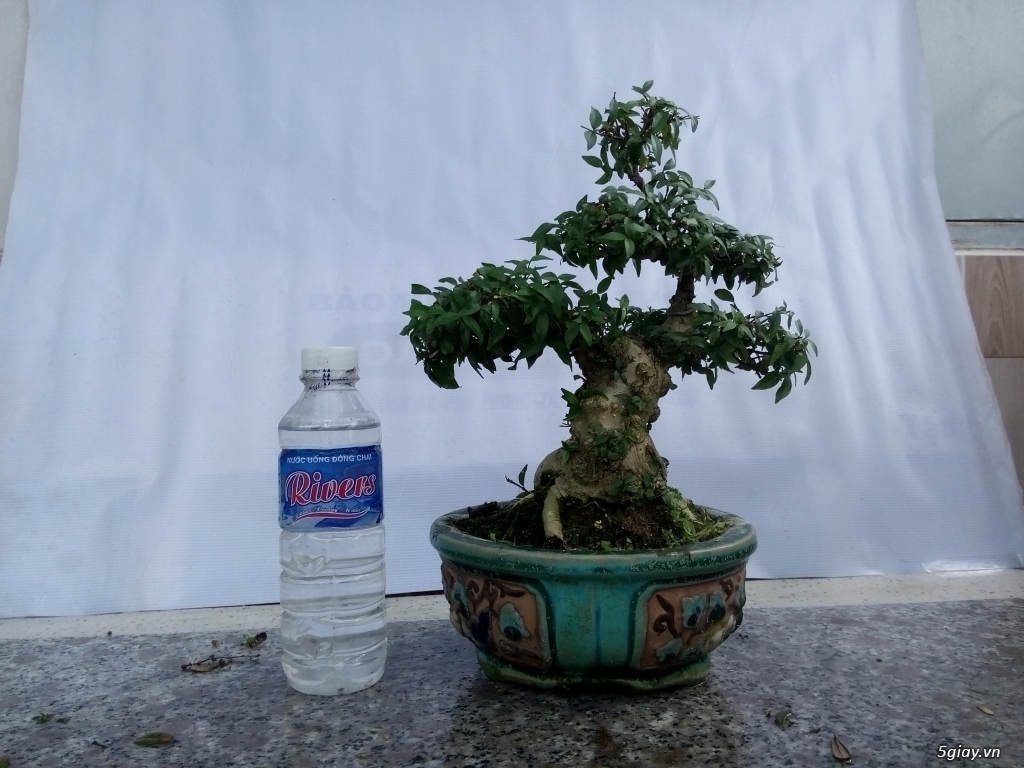 Bán cây cảnh mini và bonsai - 14