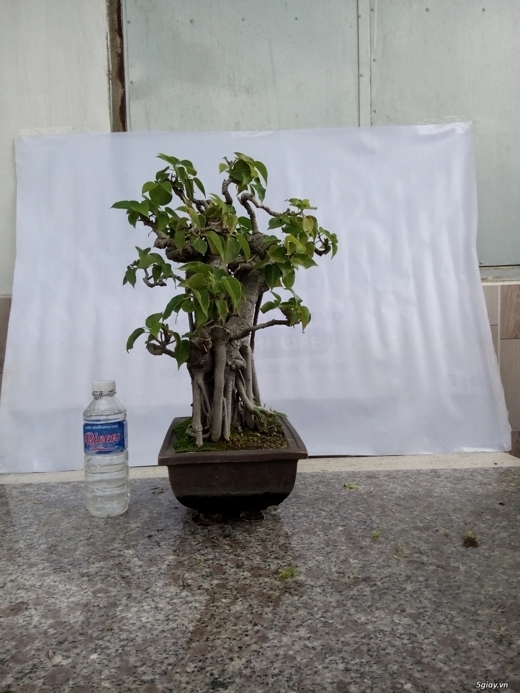 Bán cây cảnh mini và bonsai - 31