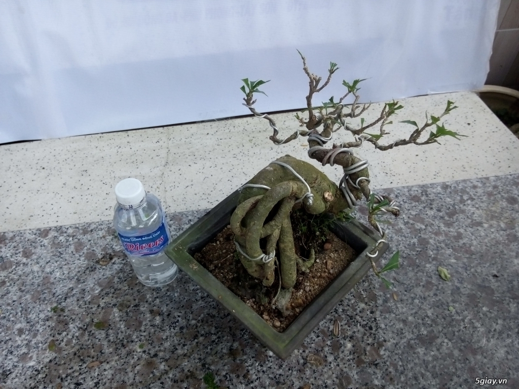 Bán cây cảnh mini và bonsai - 23