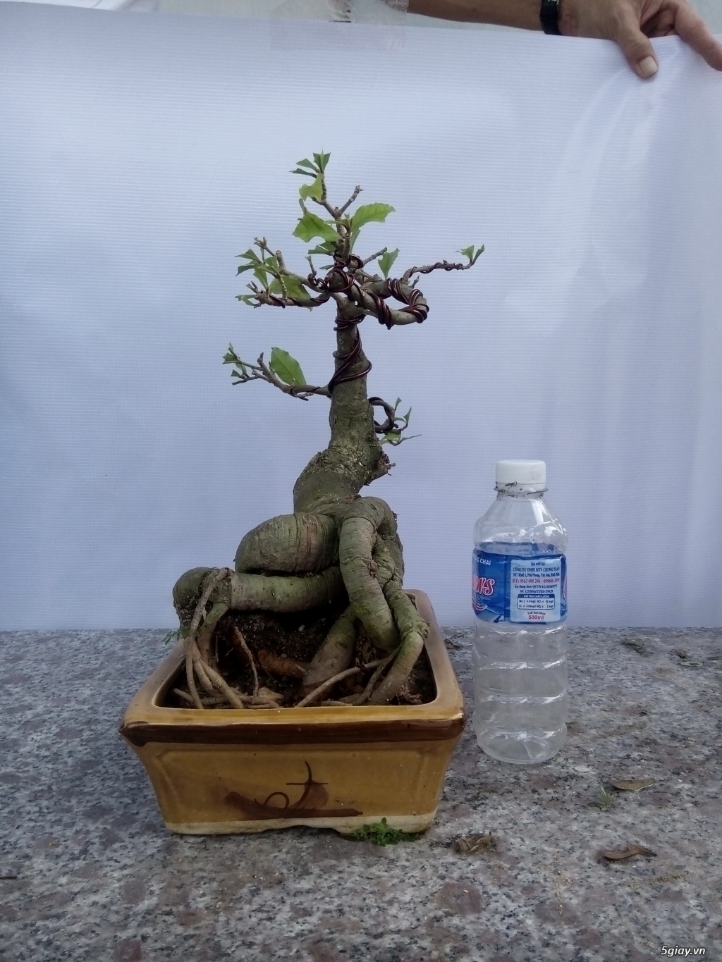 Bán cây cảnh mini và bonsai - 27