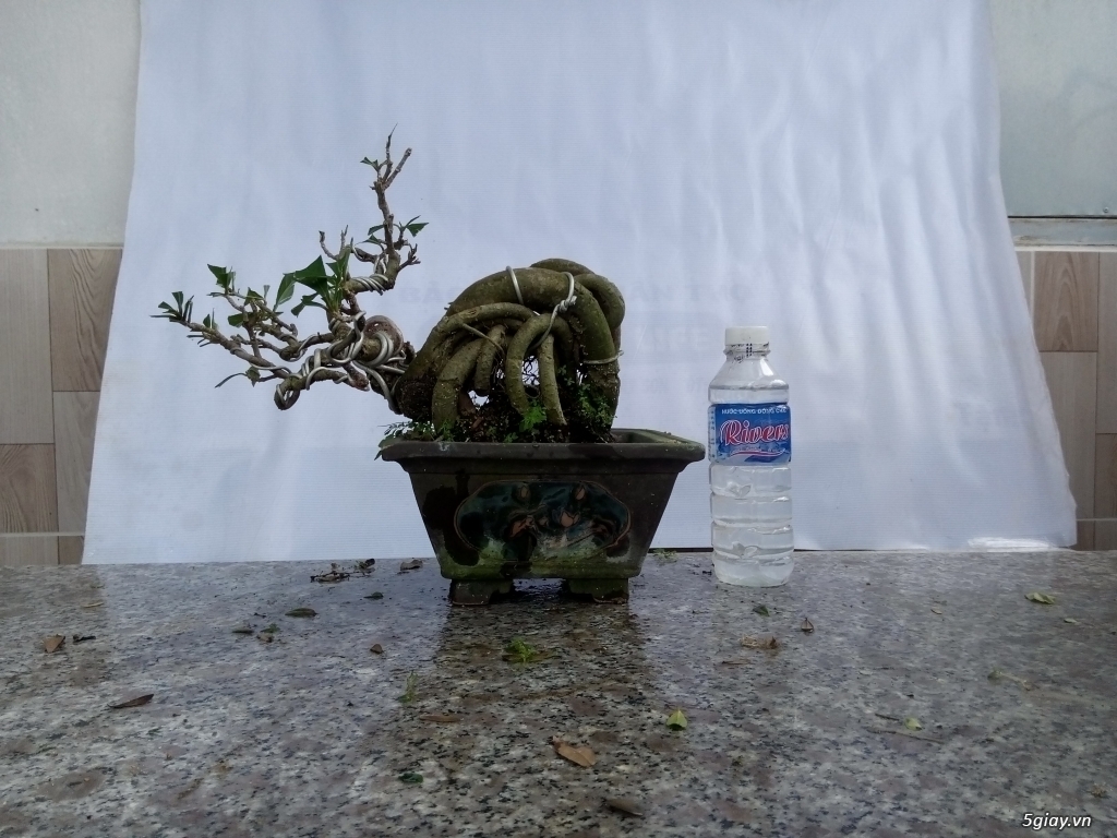 Bán cây cảnh mini và bonsai - 20