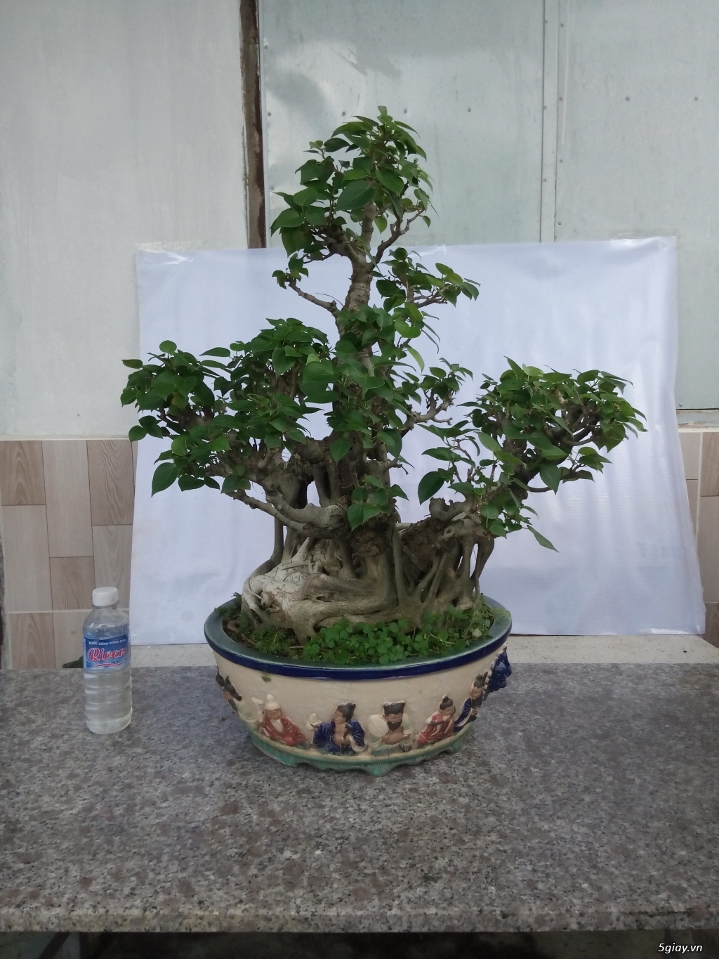 Bán cây cảnh mini và bonsai - 36