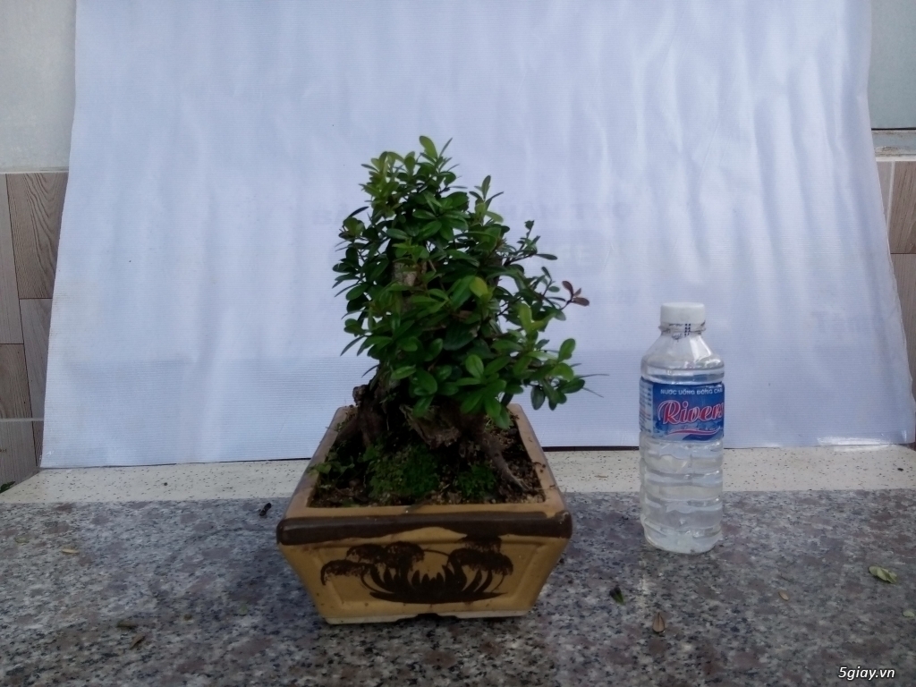 Bán cây cảnh mini và bonsai - 1