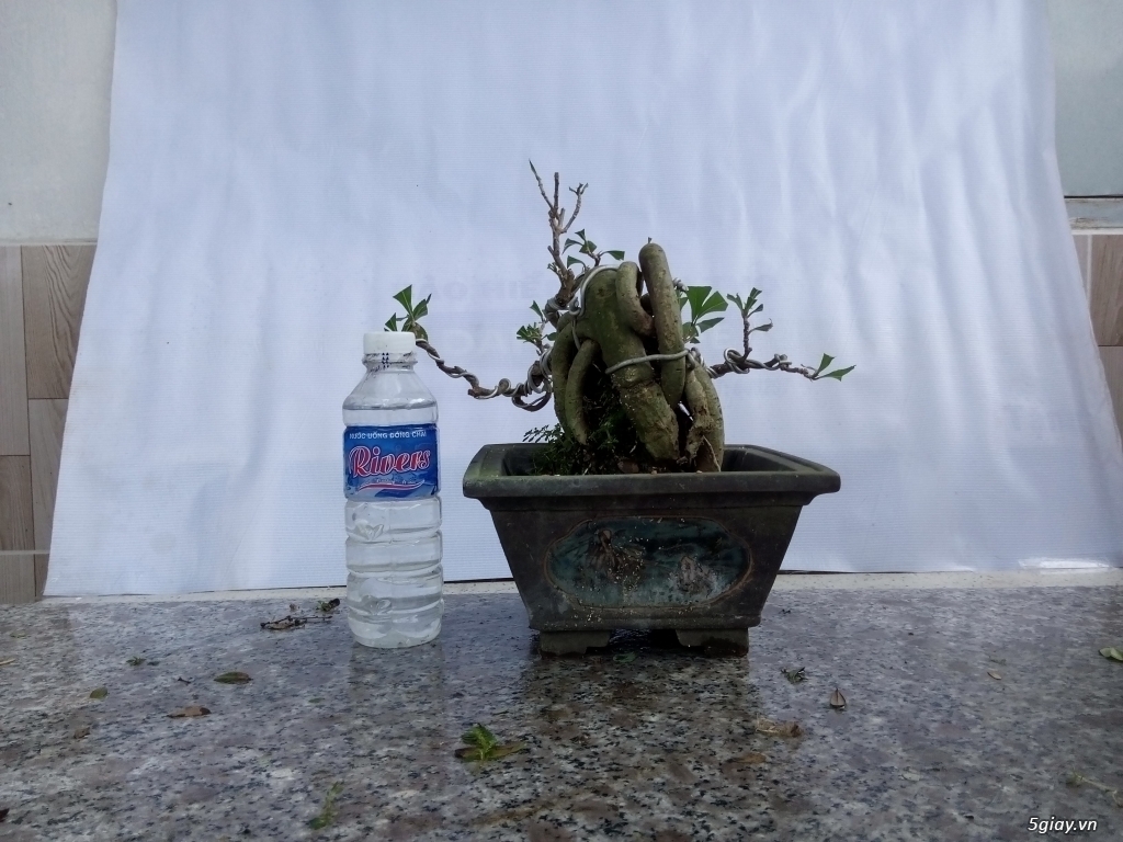 Bán cây cảnh mini và bonsai - 22