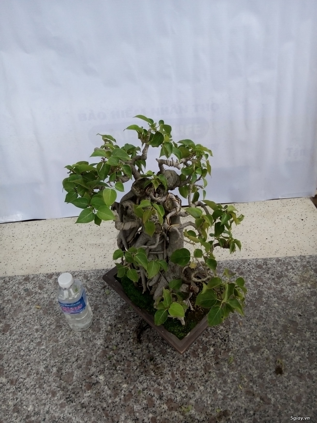 Bán cây cảnh mini và bonsai - 30