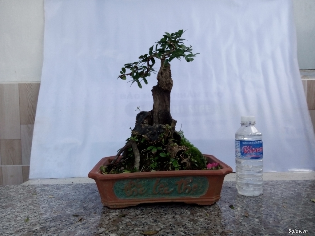Bán cây cảnh mini và bonsai - 2