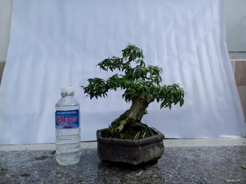 Bán cây cảnh mini và bonsai - 11