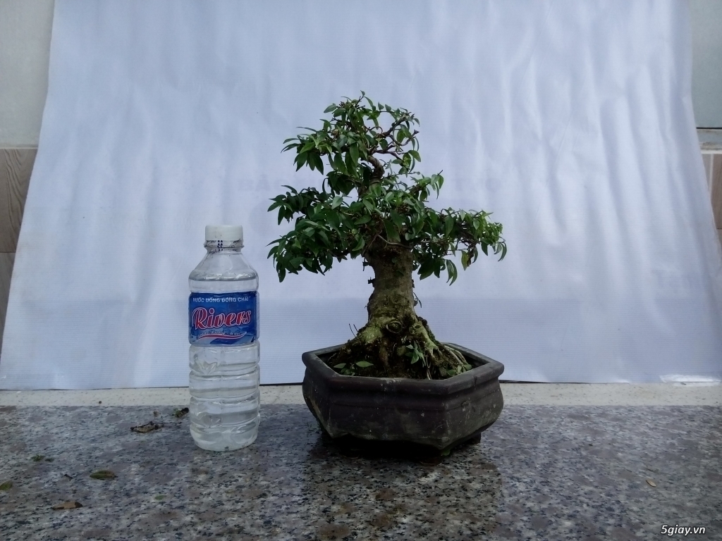 Bán cây cảnh mini và bonsai - 12