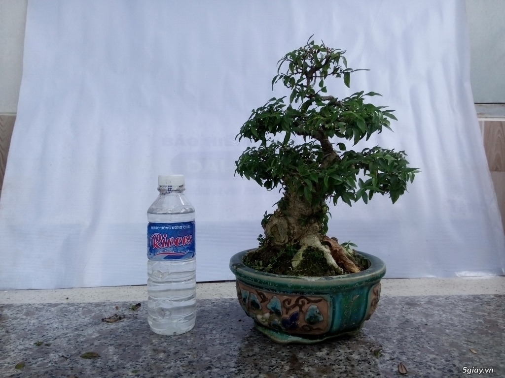 Bán cây cảnh mini và bonsai - 16