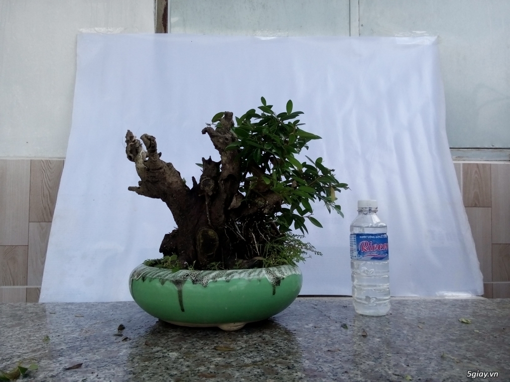 Bán cây cảnh mini và bonsai - 8