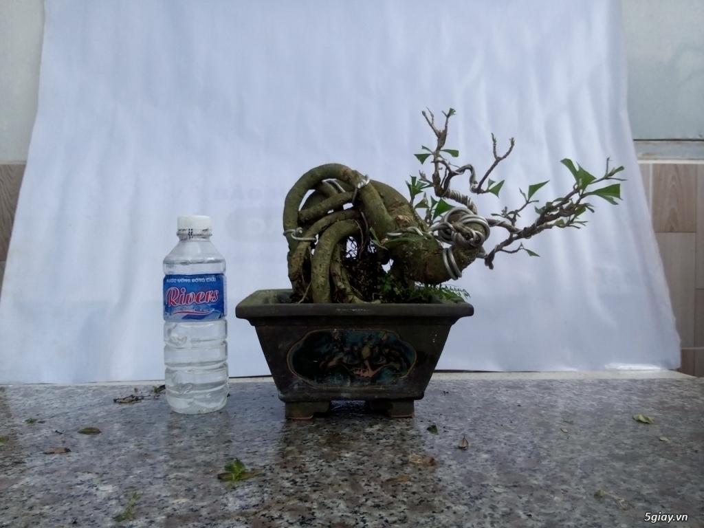 Bán cây cảnh mini và bonsai - 21