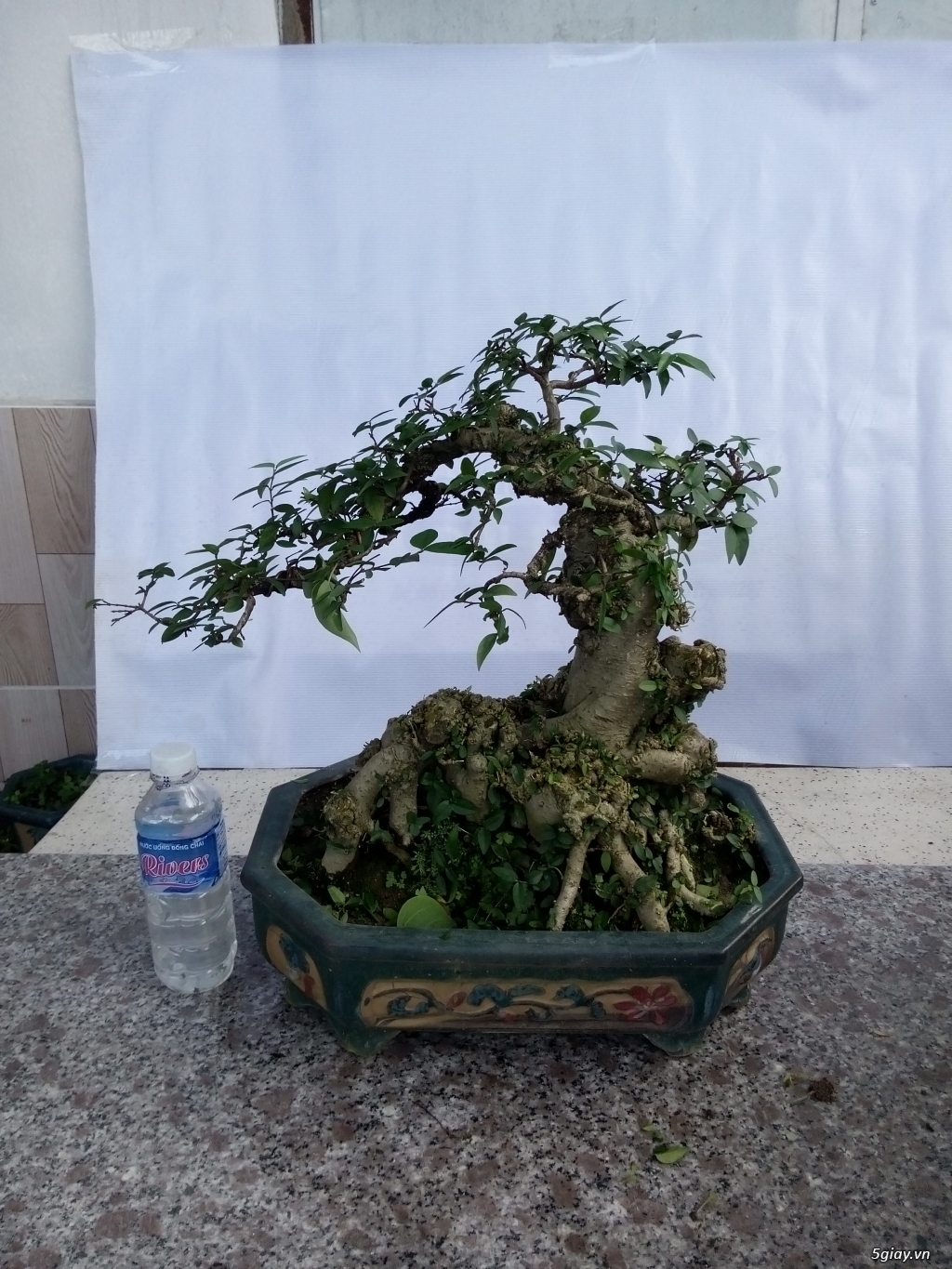 Bán cây cảnh mini và bonsai - 18
