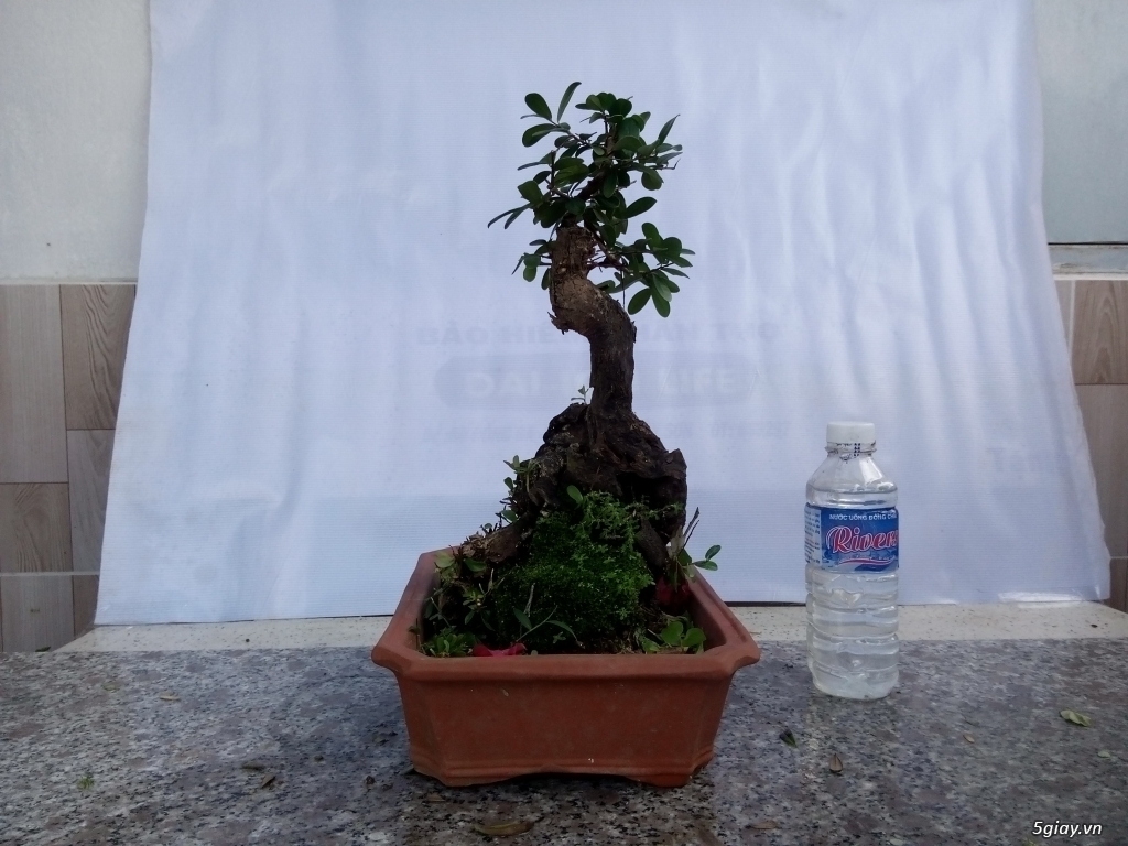 Bán cây cảnh mini và bonsai - 4