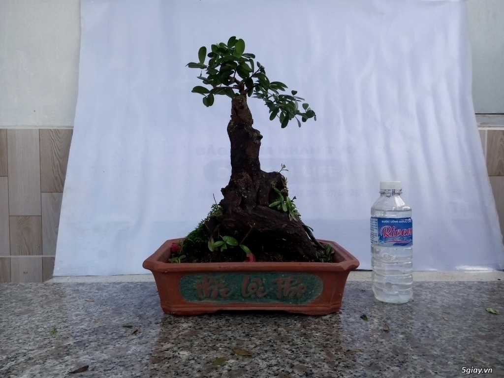 Bán cây cảnh mini và bonsai