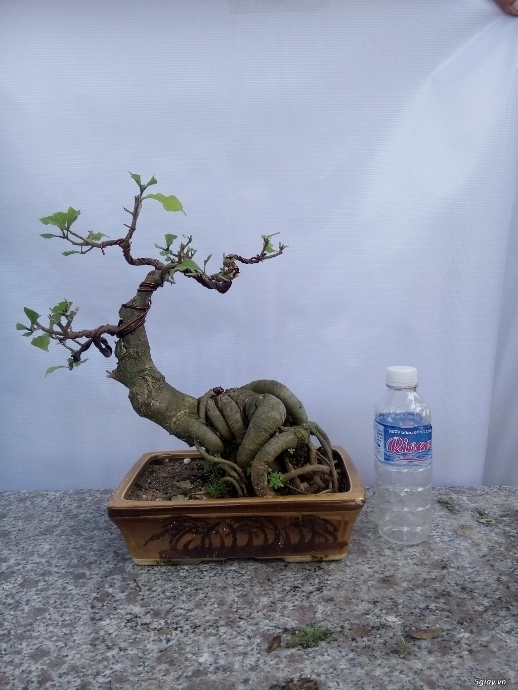 Bán cây cảnh mini và bonsai - 25